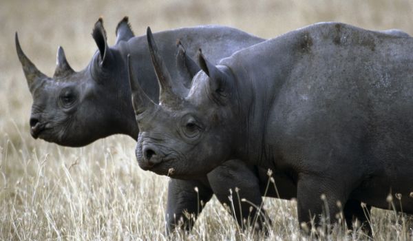 Des animaux , places et plantes disparus